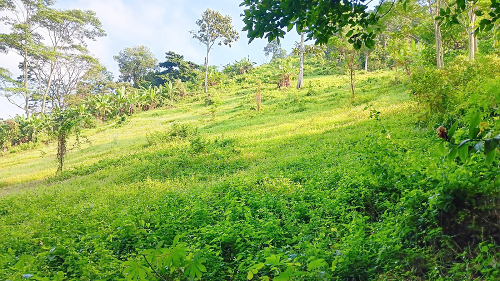 Jual BU Tanah di Campang Raya Bandar Lampung Dekat Pasar Beringin Bandar Lampung, Japfa Comfeed Indonesia, Lampung City Mall, RS Urip Sumoharjo 0002