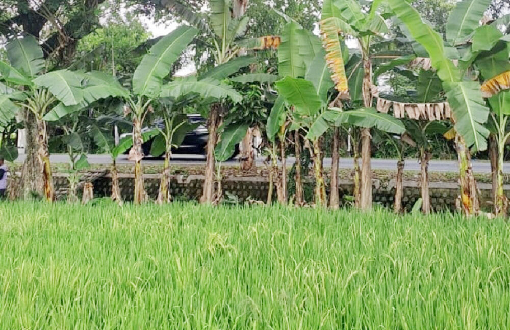 Jual Tanah Badegan Ponorogo Dekat Pasar Badegan Ponorogo, SMA Negeri 1 Badegan, Wisata Bukit Soeharto 0001