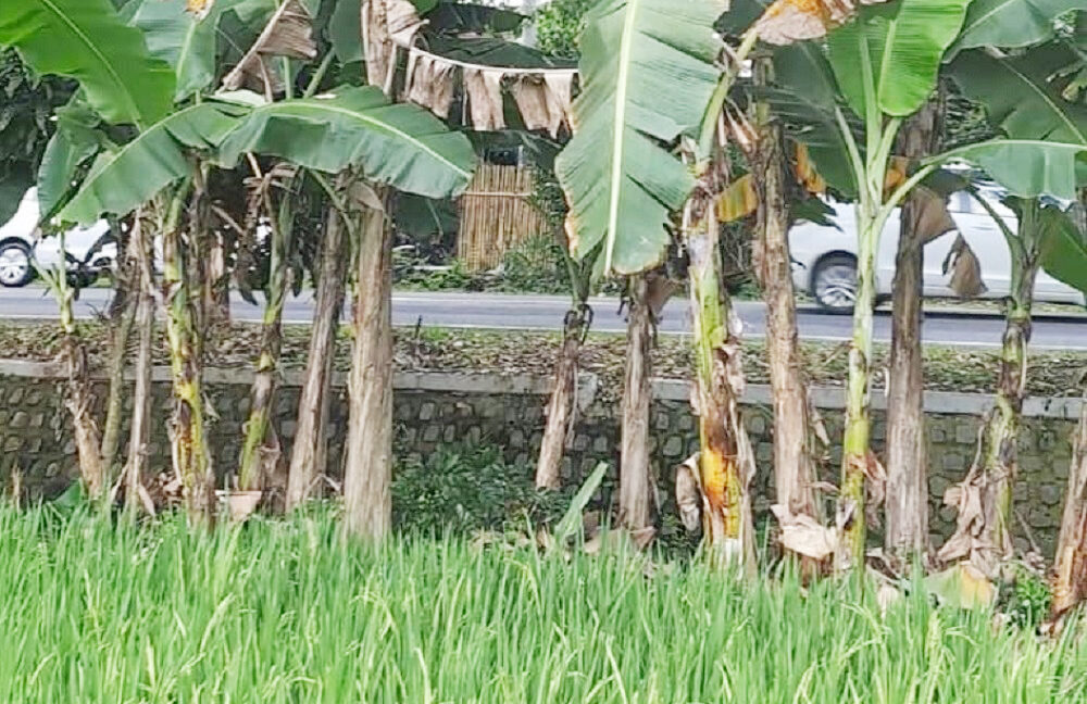 Jual Tanah Badegan Ponorogo Dekat Pasar Badegan Ponorogo, SMA Negeri 1 Badegan, Wisata Bukit Soeharto 0002