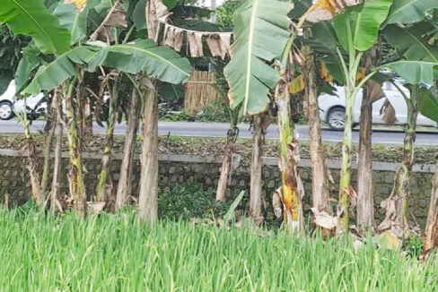 Jual Tanah Badegan Ponorogo Dekat Pasar Badegan Ponorogo, SMA Negeri 1 Badegan, Wisata Bukit Soeharto 0002