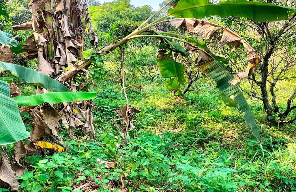 Jual Tanah Kavling di Bojongsari Kota Depok Dekat RS Citra Arafiq, RSUD Kota Depok, SMPN 10 Depok, Pasar Parung, Mall The Park Sawangan, Kantor BSSN 0009