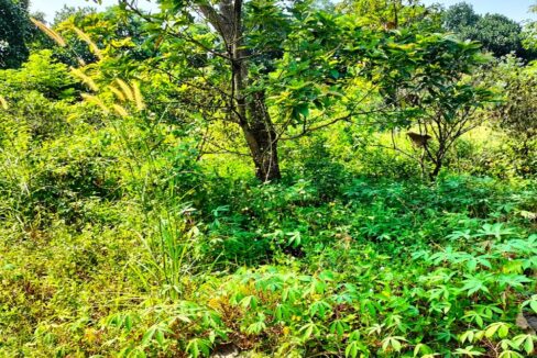 Jual Tanah Kavling di Bojongsari Kota Depok Dekat RS Citra Arafiq, RSUD Kota Depok, SMPN 10 Depok, Pasar Parung, Mall The Park Sawangan, Kantor BSSN 0010