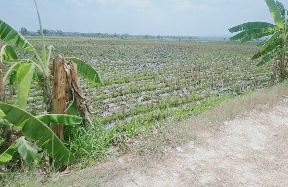 Jual Tanah di Bojonegoro Jawa Timur Dekat RSUD Dr.Sosodoro, Terminal Rajekwesi, Alun-Alun Bojonegoro, PEMDA Bojonegoro, UNIGORO, KDS Bojonegoro 0001