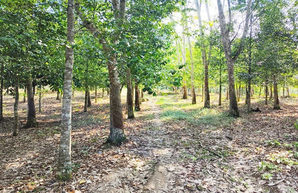Jual Tanah di Lamaru Balikpapan Timur Kota Balikpapan Dekat SDN 014 Balikpapan Timur, Polsek Balikpapan Timur, Dekat RS Medika Utama Manggar 0001