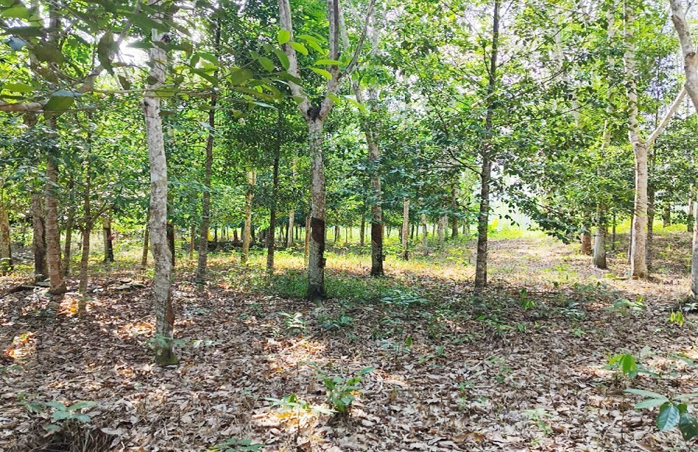 Jual Tanah di Lamaru Balikpapan Timur Kota Balikpapan Dekat SDN 014 Balikpapan Timur, Polsek Balikpapan Timur, Dekat RS Medika Utama Manggar 0002