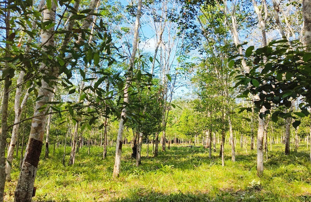 Jual Tanah di Lamaru Balikpapan Timur Kota Balikpapan Dekat SDN 014 Balikpapan Timur, Polsek Balikpapan Timur, Dekat RS Medika Utama Manggar 0003