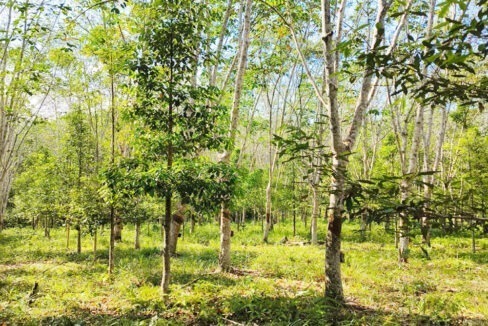 Jual Tanah di Lamaru Balikpapan Timur Kota Balikpapan Dekat SDN 014 Balikpapan Timur, Polsek Balikpapan Timur, Dekat RS Medika Utama Manggar 0004