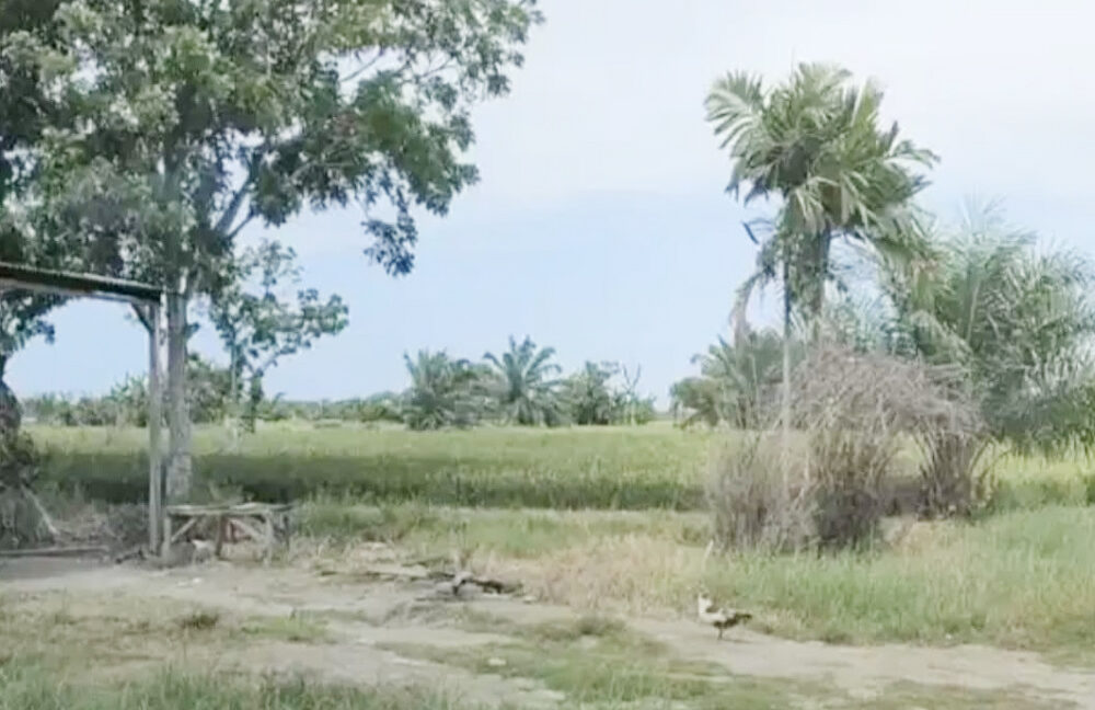 Jual Tanah di Percut Sei Tuan, Deli Serdang, Sumatera Utara Dekat Pantai Mangrove Paluh Merbau, Taman Air Percut 0002