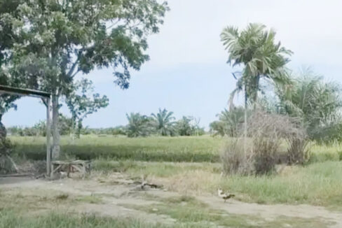 Jual Tanah di Percut Sei Tuan, Deli Serdang, Sumatera Utara Dekat Pantai Mangrove Paluh Merbau, Taman Air Percut 0003