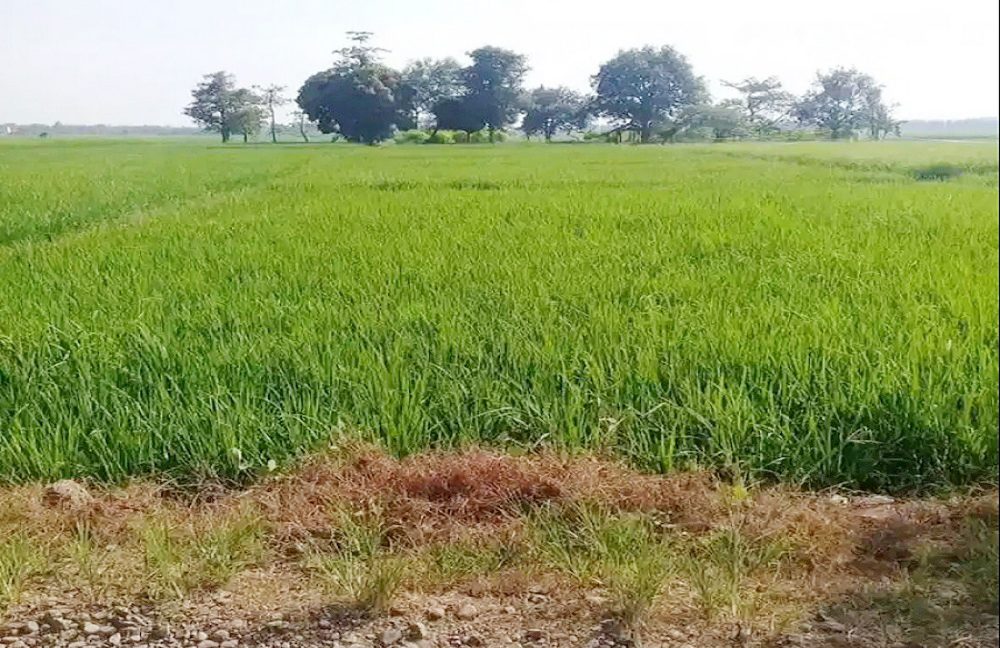 Dijual Tanah di Cibogo Subang Dekat Tol Cipali, Gapura Perbatasan Subang-Indramayu, Politeknik Negeri Subang 0001