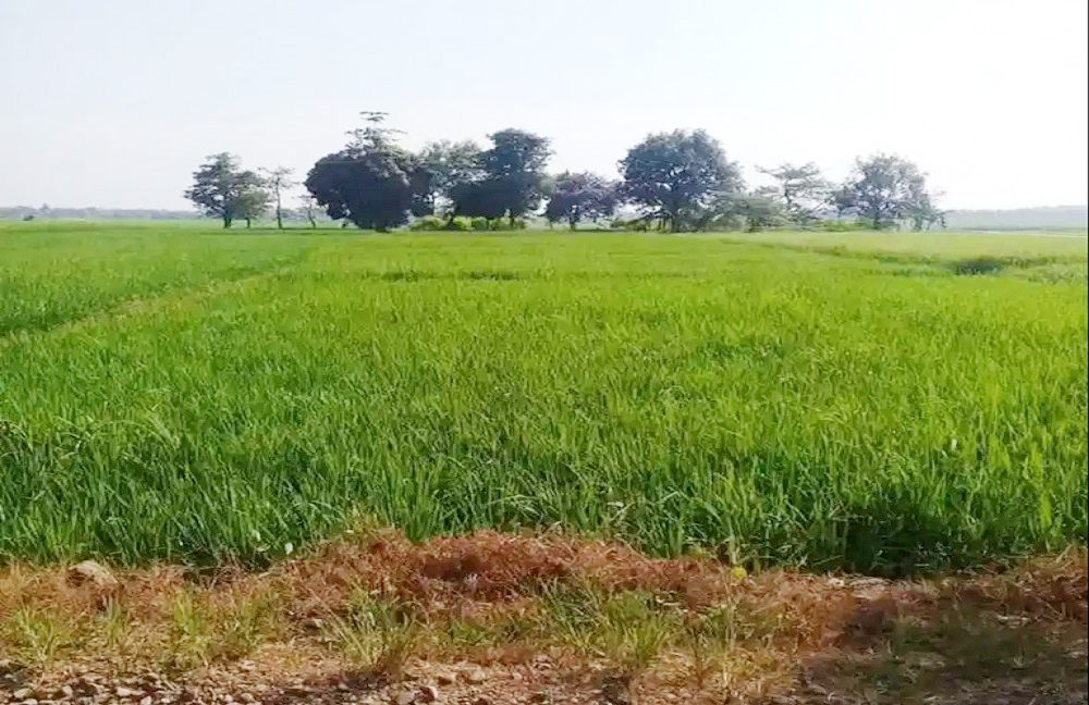 Dijual Tanah di Cibogo Subang Dekat Tol Cipali, Gapura Perbatasan Subang-Indramayu, Politeknik Negeri Subang 0002